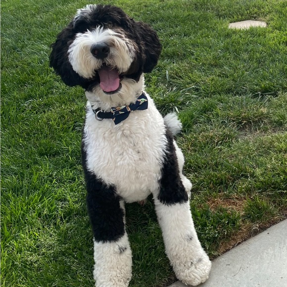 Pet Bowtie Christmas Holly & Music Notes - Picture 8 of 11